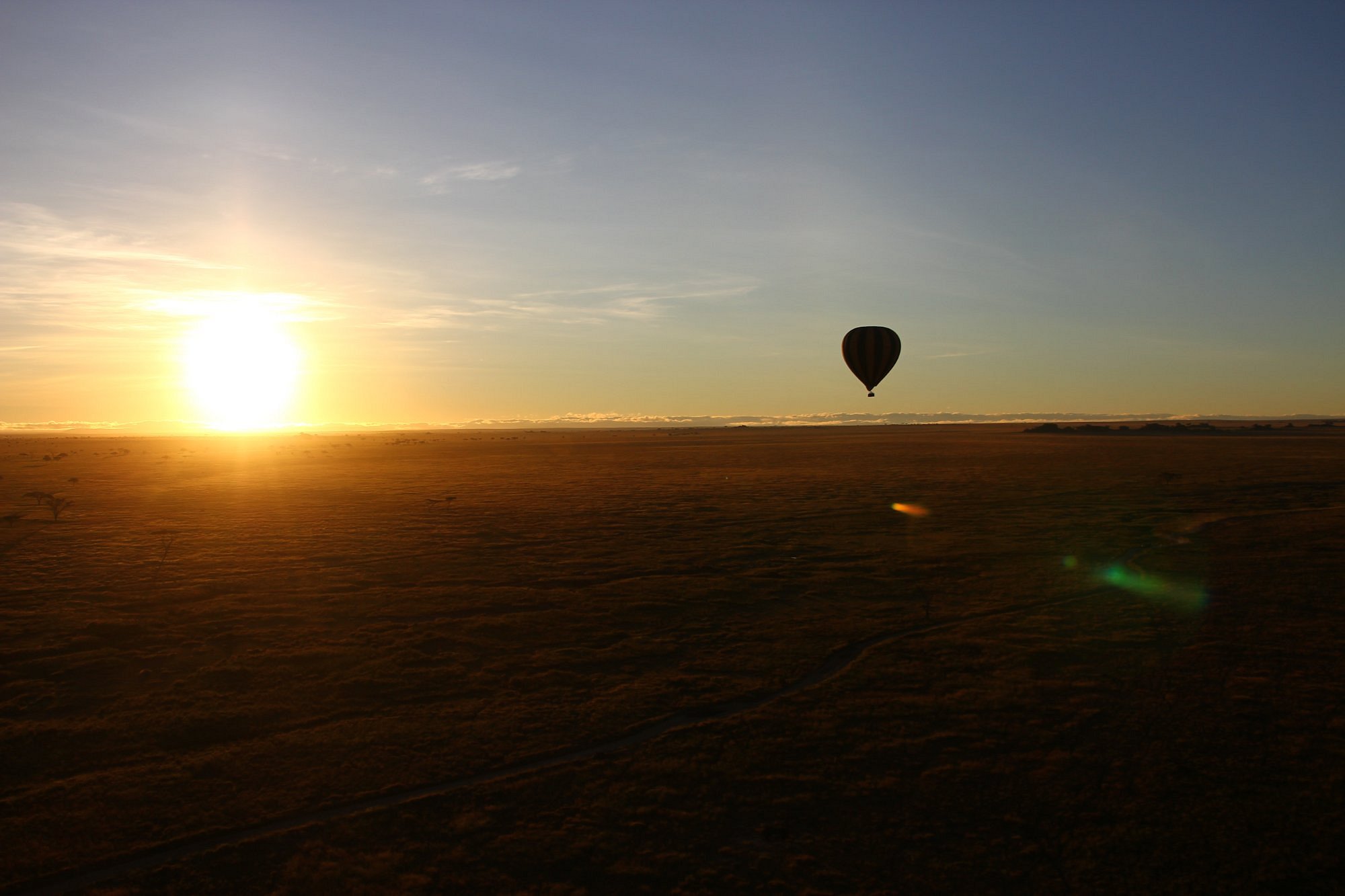 Elephants at golden hour