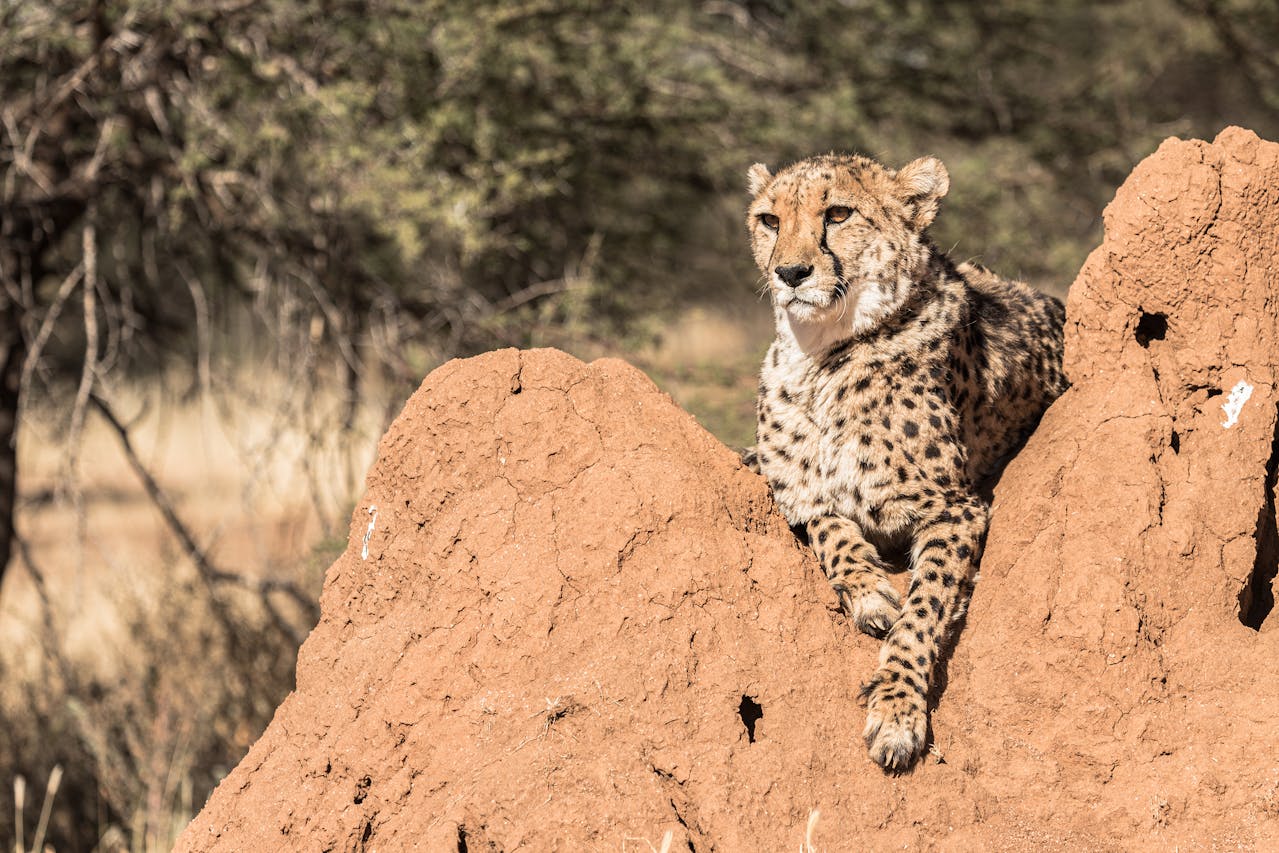 Elephants at golden hour