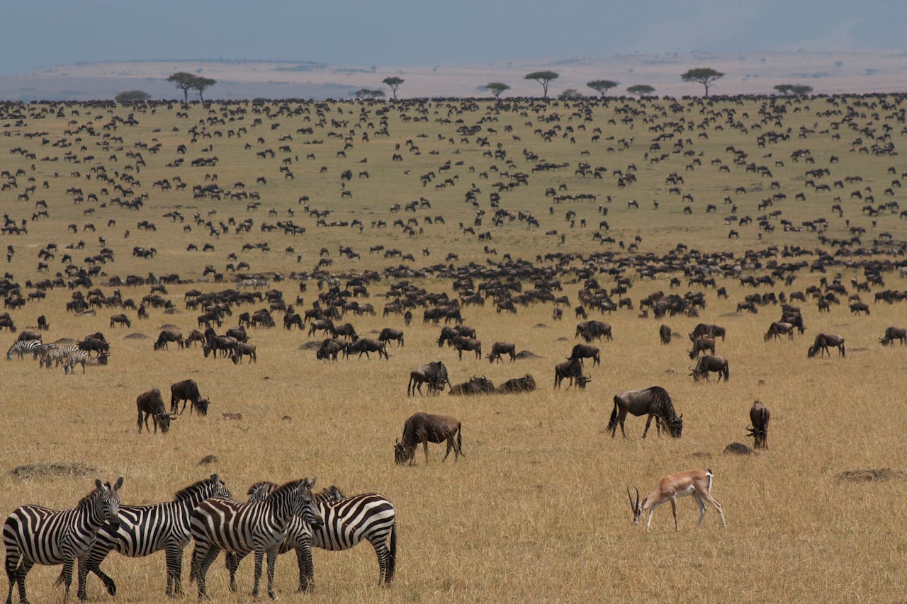 Ngorongoro Crater landscape