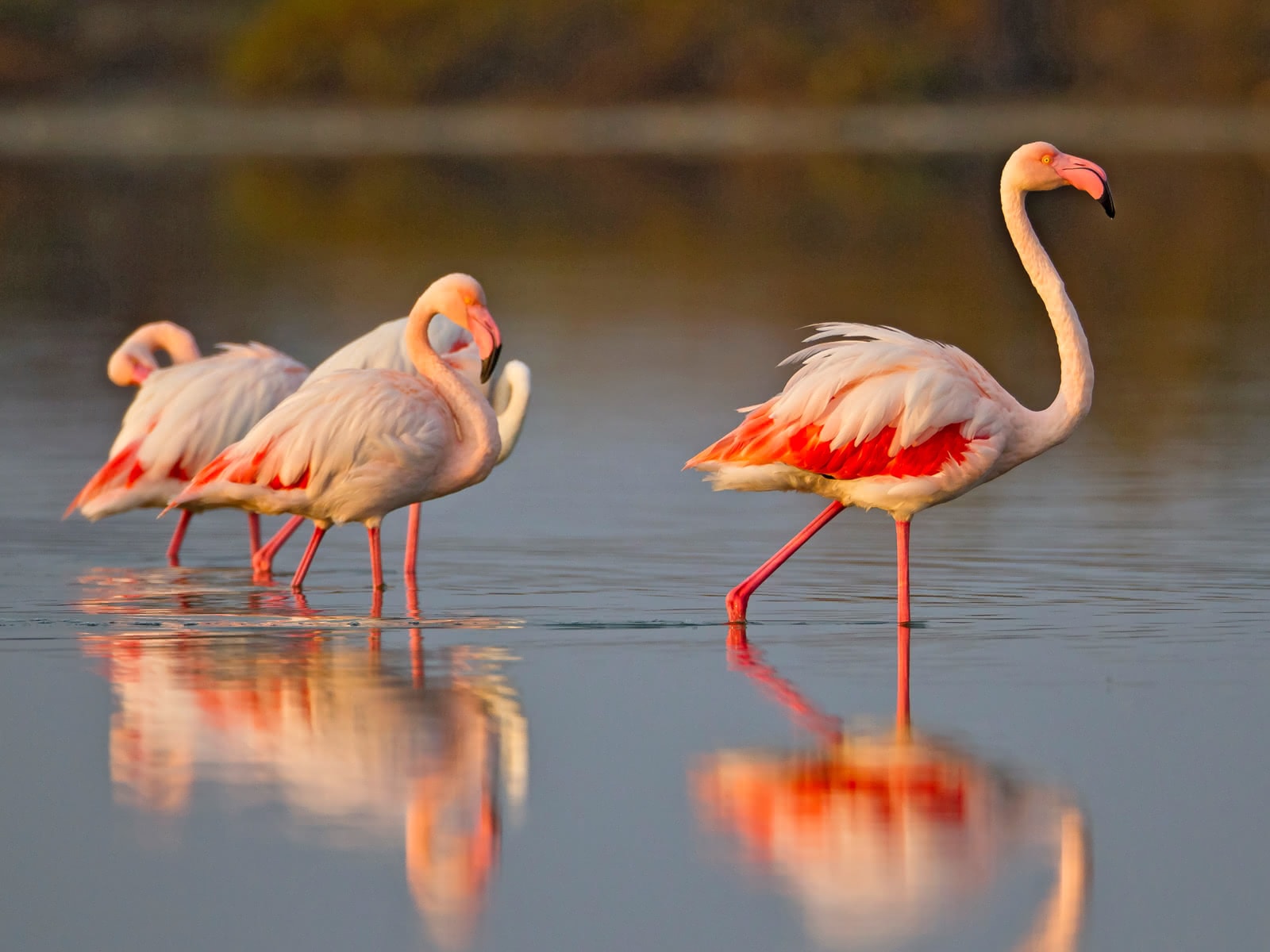 Lake Manyara flamingos at shore