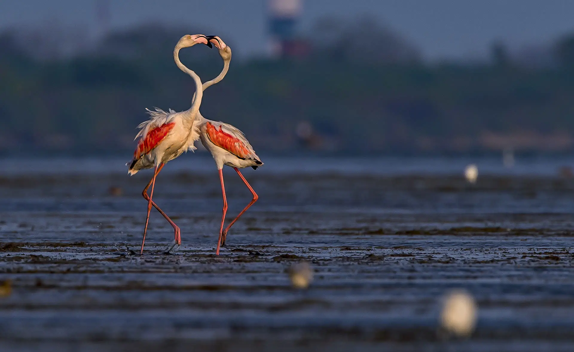 Lake Manyara birds