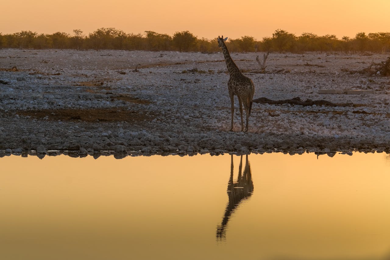 Serengeti plains at sunset