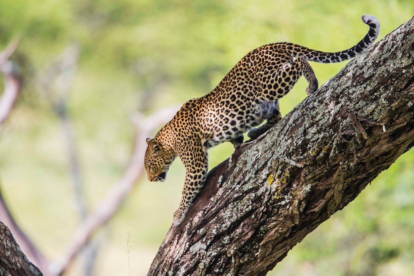 Savannah and ocean blend
