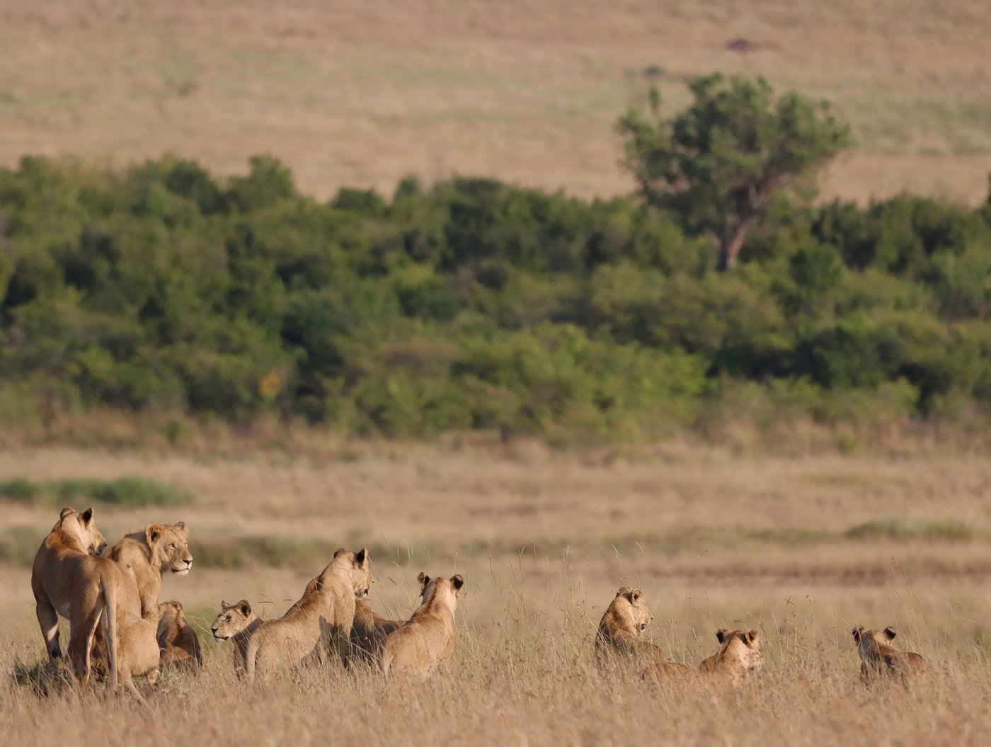 Serengeti