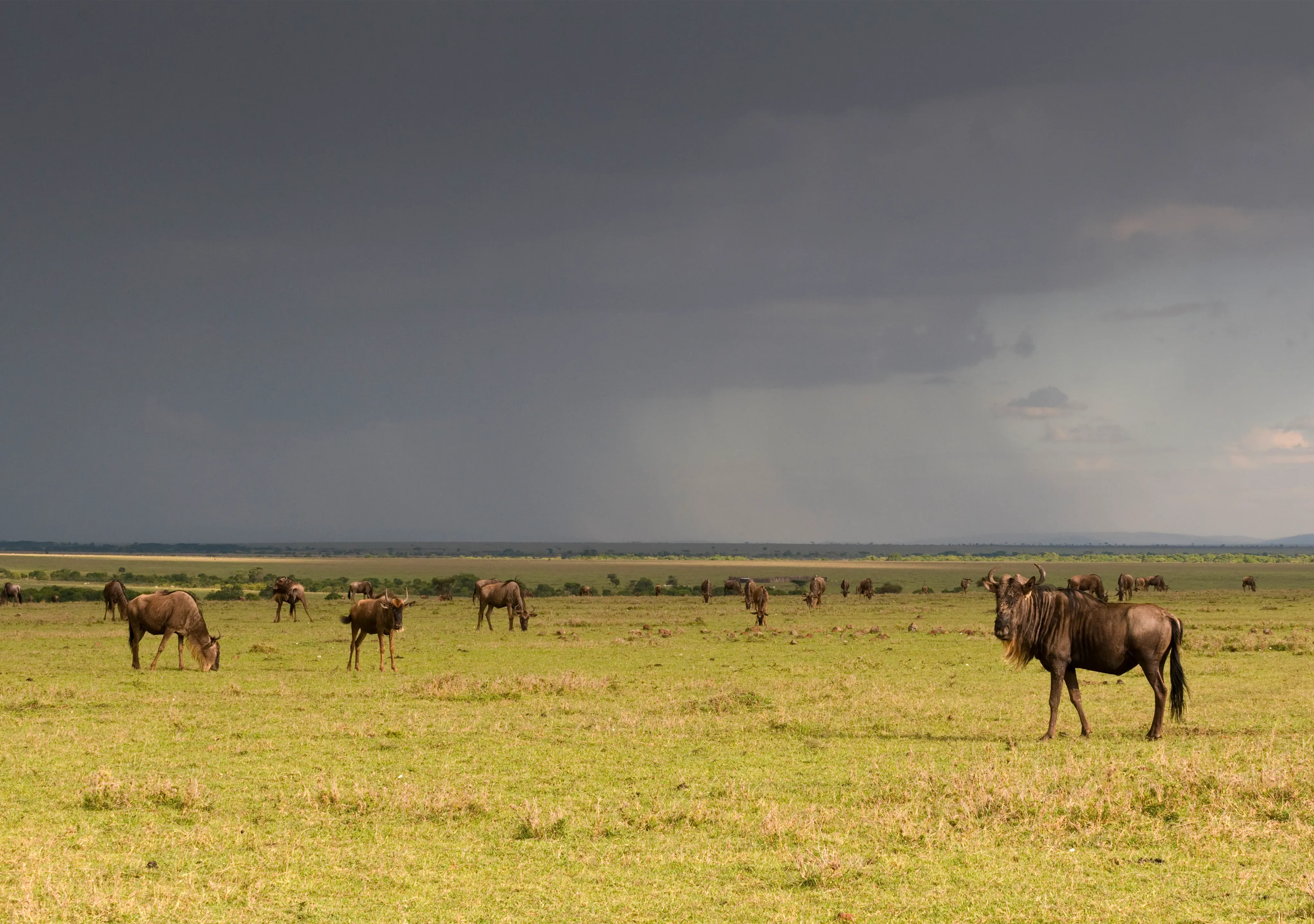 Ngorongoro crater view