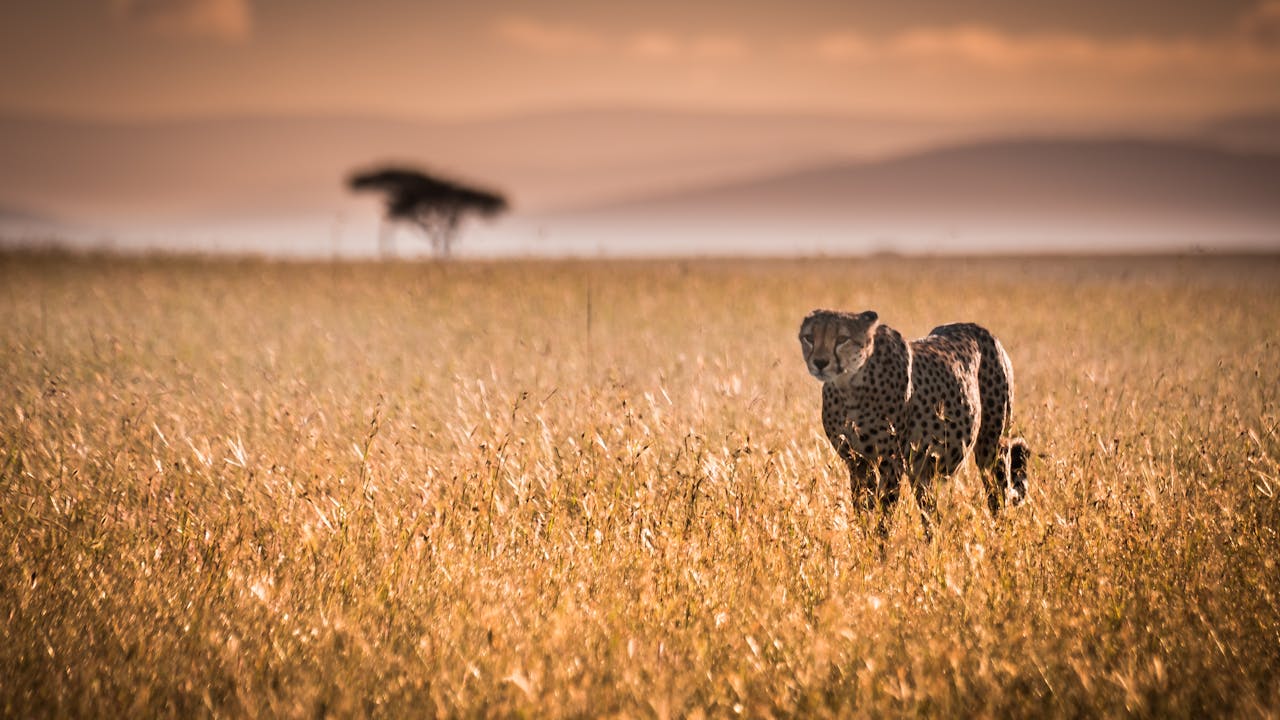 Morning game drive scene