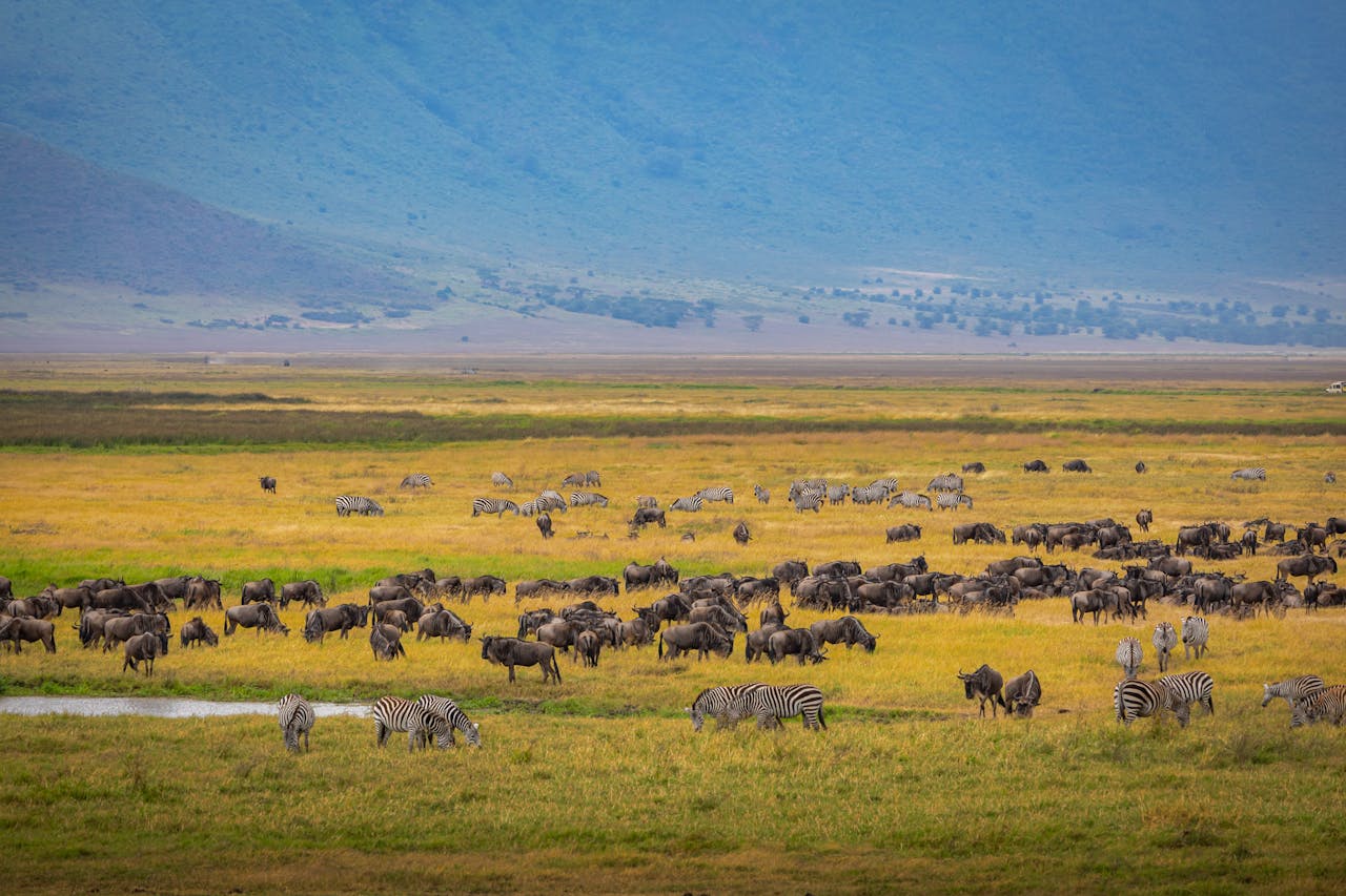 Ngorongoro