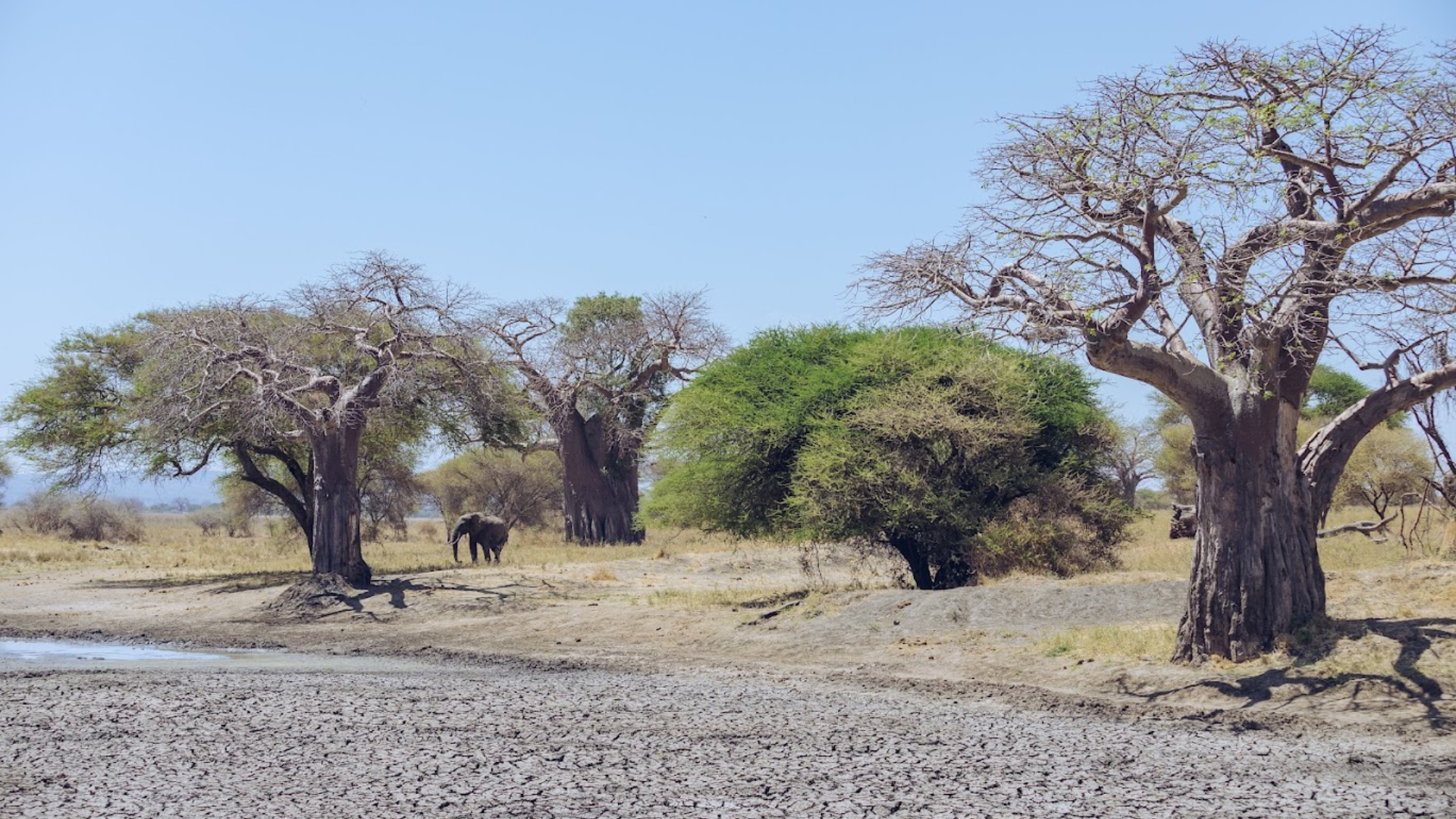 Tarangire baobab and elephants